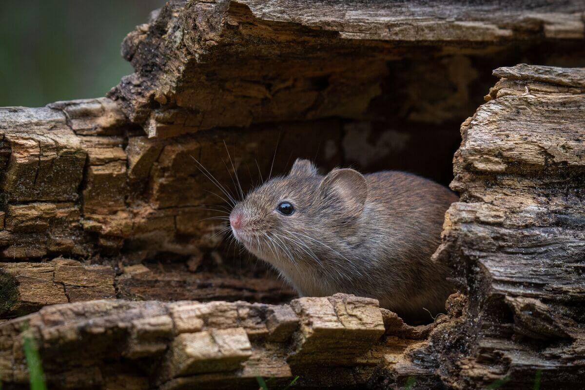 small mouse in its natural habitat 2023 11 27 04 54 56 utc