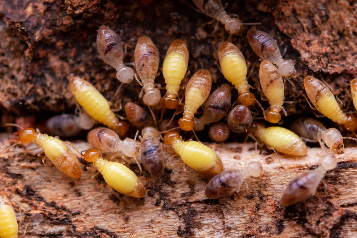 termites eat wooden planks damage of a wooden hou 2023 11 27 05 07 01 utc